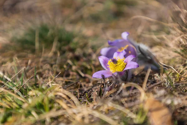 Pasztell Virágok Tavaszi Mezőn Fényképezés Pulsatilla Grandis Nice Bokeh — Stock Fotó