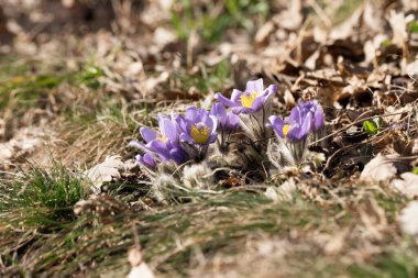 Bahar tarlasında paska çiçekleri. Fotoğraf: Pulsatilla grandis ve güzel bokeh..