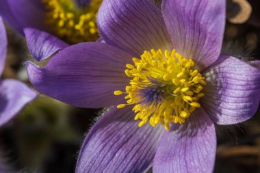 Bahar tarlasında paska çiçekleri. Fotoğraf: Pulsatilla grandis ve güzel bokeh..