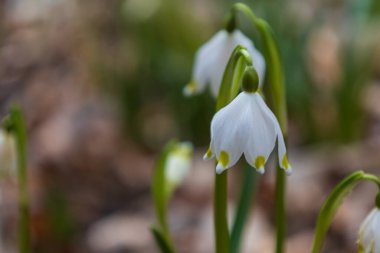 Spring white flower Bledule - Leucojum vernum with green leaves in wild nature in floodplain forest.