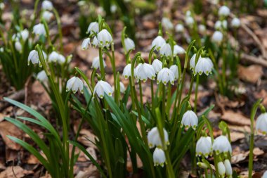 Spring white flower Bledule - Leucojum vernum with green leaves in wild nature in floodplain forest.