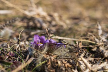 Bahar tarlasında paska çiçekleri. Fotoğraf: Pulsatilla grandis ve güzel bokeh..