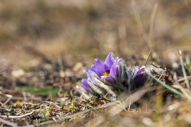 Bahar tarlasında paska çiçekleri. Fotoğraf: Pulsatilla grandis ve güzel bokeh..