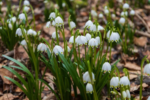 Bahar beyaz çiçek Bledule - Yeşil yapraklı leucojum vernum sel baskını ormanlarında vahşi doğa.