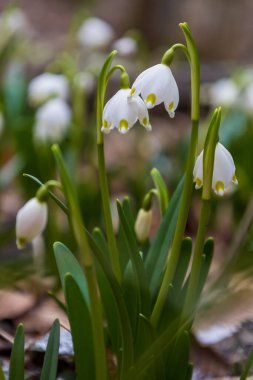 Spring white flower Bledule - Leucojum vernum with green leaves in wild nature in floodplain forest.