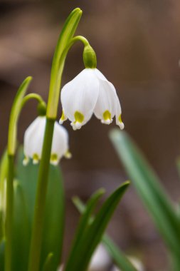 Spring white flower Bledule - Leucojum vernum with green leaves in wild nature in floodplain forest. clipart