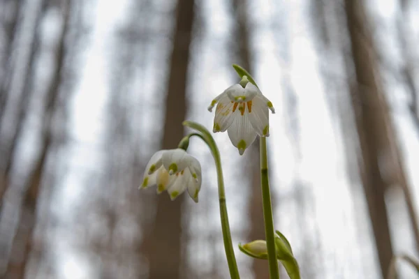 Primavera Flor Branca Bledule Leucojum Vernum Com Folhas Verdes Natureza — Fotografia de Stock