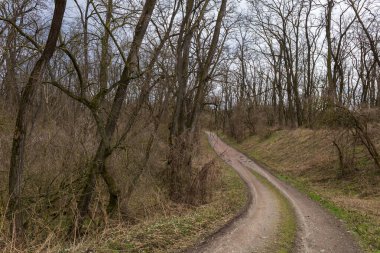 Su baskını ormanı. Suda büyüyen ağaçlar. Vahşi doğa..