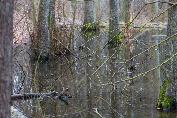 氾濫原の森だ 水の中で成長する木 野生の自然 — ストック写真
