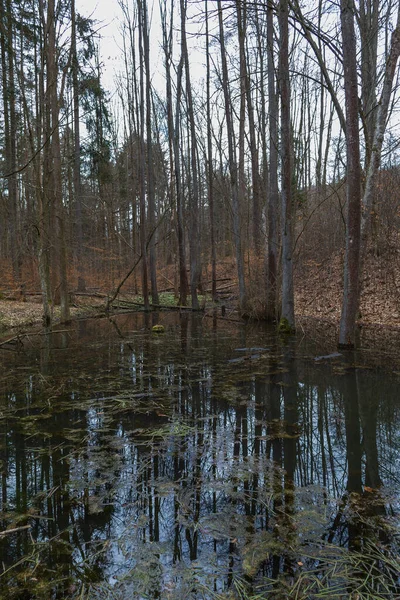 Povodňový Les Stromy Rostou Vodě Příroda Wild — Stock fotografie