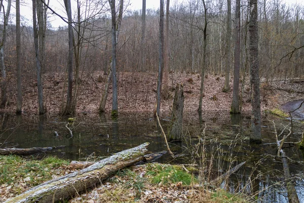 Povodňový Les Stromy Rostou Vodě Příroda Wild — Stock fotografie
