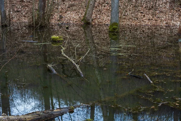 Flodslättens Skog Träd Som Växer Vatten Vild Natur — Stockfoto