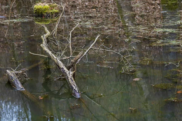 Bosque Llano Inundable Árboles Creciendo Agua Naturaleza Salvaje — Foto de Stock