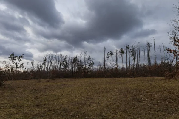 stock image Forest destroyed by insects. Felling trees and clearing the field.