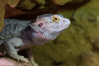 Agama Avustralyalı - Pogona vittiseps - başka bir isim Agama sakallı kertenkele teraryumda.