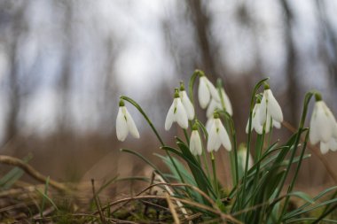 Kar damlası - Galanthus nivalis ilk bahar çiçeği. Yeşil yapraklı beyaz çiçek.