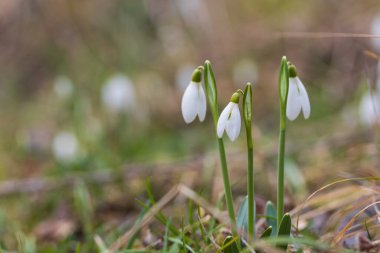 Snowdrop - Galanthus nivalis first spring flower. White flower with green leaves.