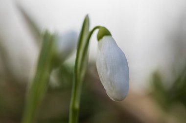 Snowdrop - Galanthus nivalis first spring flower. White flower with green leaves.