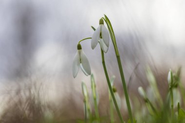 Snowdrop - Galanthus nivalis first spring flower. White flower with green leaves.