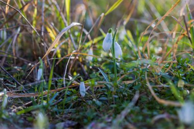 Snowdrop - Galanthus nivalis first spring flower. White flower with green leaves.