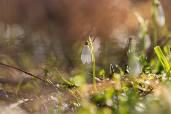 Снігопад Перша Весняна Квітка Галантуса Носаліса Біла Квітка Зеленим Листям — стокове фото