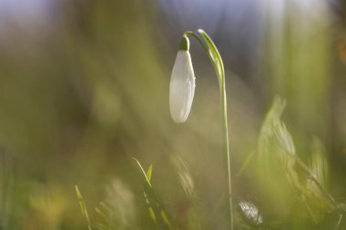 Snowdrop - Galanthus nivalis first spring flower. White flower with green leaves.