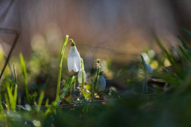 Kar damlası - Galanthus nivalis ilk bahar çiçeği. Yeşil yapraklı beyaz çiçek.