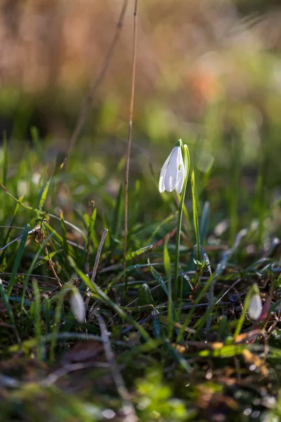 Sněžení Galanthus Nivalis První Jarní Květ Bílý Květ Zelenými Listy — Stock fotografie
