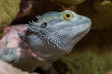 Agama Avustralyalı - Pogona vittiseps - başka bir isim Agama sakallı kertenkele teraryumda.