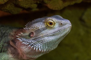 Agama Avustralyalı - Pogona vittiseps - başka bir isim Agama sakallı kertenkele teraryumda.