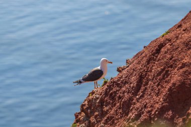 Almanya 'nın Helgoland adasında akşam ışığında çimlerde martı