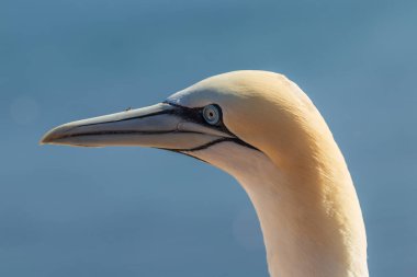 Vahşi Morus Bassanus 'taki vahşi kuş - Kuzey Sümsük kuşu Almanya' nın Kuzey Denizi 'ndeki Helgoland adasında.