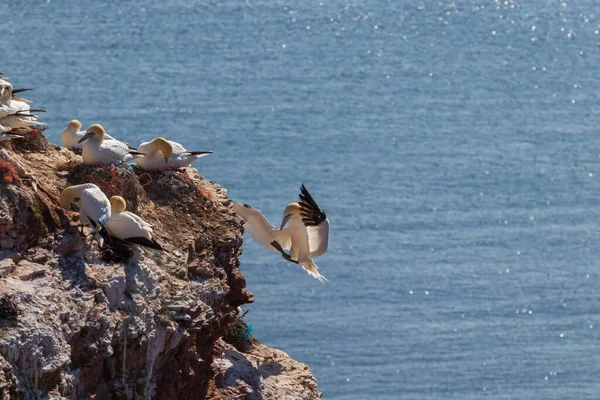 Wildvogel Wilden Morus Bassanus Nördlicher Gannet Auf Der Nordseeinsel Helgoland — Stockfoto