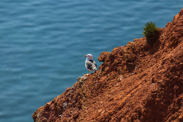 Wild bird in the wild Morus bassanus - Northern Gannet on the island of Helgoland on the North Sea in Germany. The background is a nice bokeh.
