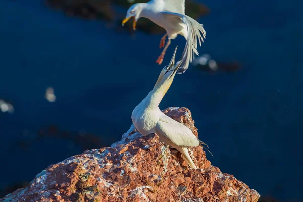 Άγρια Πτηνά Στην Άγρια Morus Bassanus Βόρεια Gannet Στο Νησί — Φωτογραφία Αρχείου