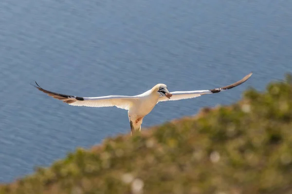 Aves Selvagens Morus Bassanus Selvagem Gannet Norte Ilha Helgoland Mar — Fotografia de Stock