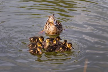 Küçük ördek sürüsü göl boyunca büyük bir ördeğin gözetimi altında yüzüyor. Vahşi doğanın fotoğrafı..