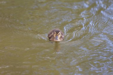 Küçük ördek sürüsü göl boyunca büyük bir ördeğin gözetimi altında yüzüyor. Vahşi doğanın fotoğrafı..