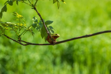 Hyla arborea - Sapında yeşil ağaç kurbağası. Arka plan yeşil. Fotoğrafta güzel bir bokeh var. Vahşi fotoğraf