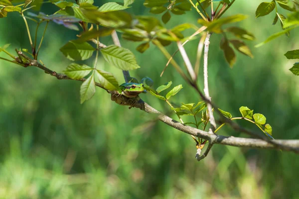 Hyla Arborea Grüner Laubfrosch Einem Stiel Der Hintergrund Ist Grün — Stockfoto