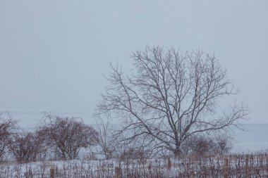 Winter landscape with a snowy vineyard in South Moravia in the Czech Republic