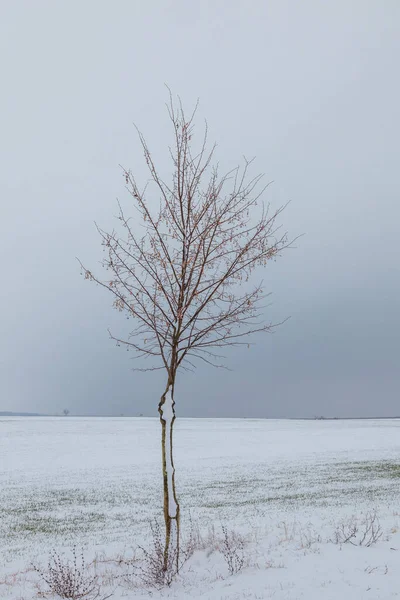 Zimowy Krajobraz Drzewo Zimowym Krajobrazie Śnieg Polu — Zdjęcie stockowe