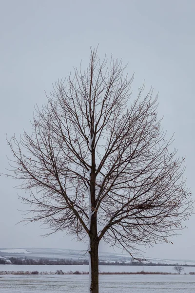 Winterlandschaft Ein Baum Einer Winterlandschaft Schnee Auf Dem Feld — Stockfoto