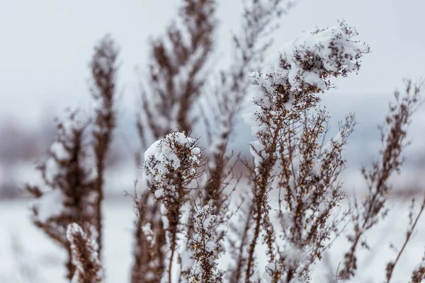 눈덮인 초원에 초원의 얼음으로 로열티 프리 스톡 이미지