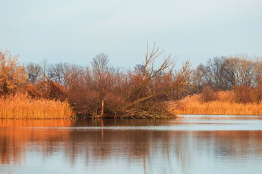 Çimlerin ve ağaçların yetiştiği göletin ortasında bir ada. Etrafta kuğular yüzüyor..