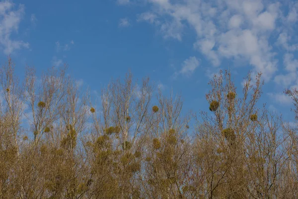 Mistletoe Como Parasita Uma Árvore Junto Água Árvore Refletida Água — Fotografia de Stock