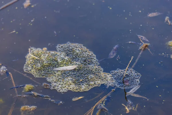 Pickled Eggs Frogs Surface Pond Fry Floats Surface Reeds — Stock Photo, Image
