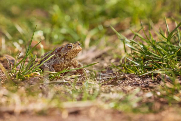 常见的蟾蜍 交配季节的Bufo Bufo 青蛙在路上 草皮表面 超级Bokeh — 图库照片