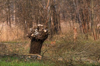 Sel yatağı ormanı ve söğüt ağacı. Su ağaçların etrafında akar. Manzara batan güneşle aydınlanır..