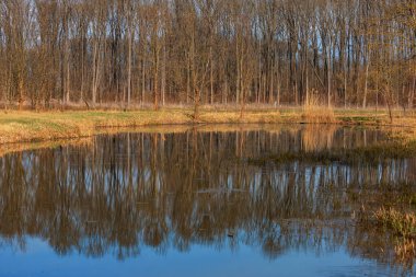 Sel yatağı ormanı ve söğüt ağacı. Su ağaçların etrafında akar. Manzara batan güneşle aydınlanır..